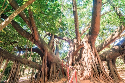 Casa Goiana em Caldas Novas Goiás no Jardim Japonês