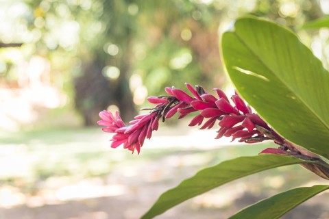 Jardim Japonês em Caldas Novas